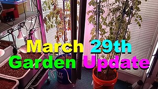 No. 974 – Indoor Garden Update Tomatoes And More
