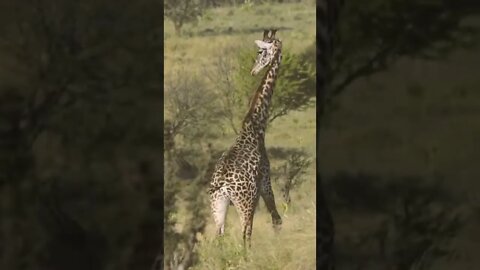 Our Close Encounter With Maasai Giraffe!🤔#shorts #safari #travel #travelling