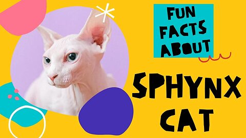 8 fun facts about Sphynx Cat