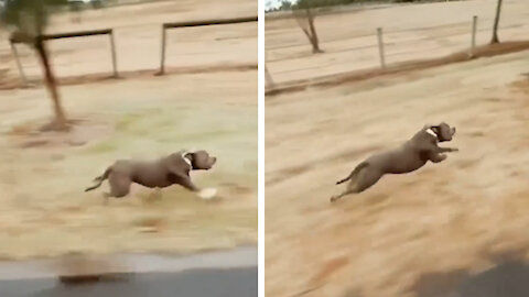 Very fast pup races the bus every single morning
