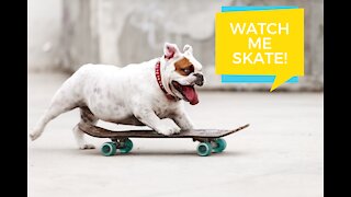 Skateboarding Bulldog - Clever Dog Skating Like A Pro In Central Park!