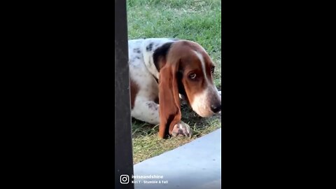 Basset Hound