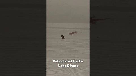 Reticulated Gecko Nabs Dinner