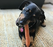 Cute puppy eats her treat like a human