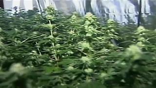 California City Cultivation: The future of medical marijuana growth in Kern County