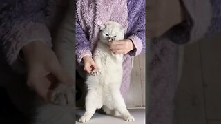 The world's most talented dancing cat!