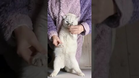 The world's most talented dancing cat!