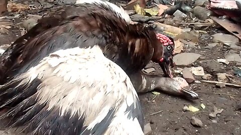 The Dragon Muscovy Duck