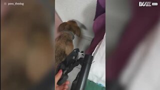 Cão destrói sapato e não esconde arrependimento