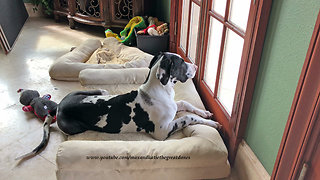 Funny Great Dane Puppy Watch Dog Watches From His Bed