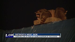 Families live in fear of home overrun by raccoons