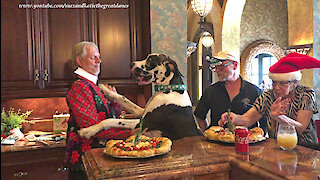 Excited Great Dane Joins In The Gingerbread House Judging Party Fun