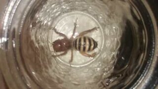 Bizarre-looking bug invades house in Oklahoma