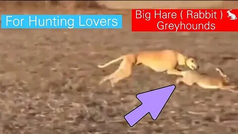 Greyhounds chasing big Hare 🐇 Galgos persiguiendo a la gran hare Грейхаунды гонят большого зайца
