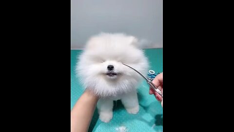 Cute Little Dog Hair Cutting
