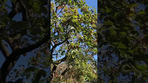 Beautiful trees in #Tokyo #Persimmons