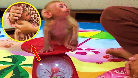 Mom Weights Cutest Newborn Baby Monkey- Monkey Animals 050