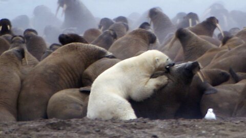 Polar Bear vs Walrus | Planet Earth | BBC Earth