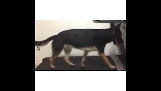 German Shephard treadmill workout