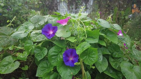 Watering Morning Glories and Exotic Plants in a Tennessee Holler Greenhouse (4K HD ASMR)
