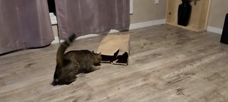 Cat vs paper bag