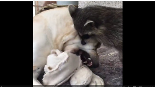 Dog battles raccoon for blanket dominance
