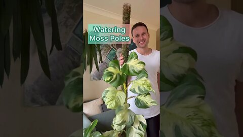 Watering Moss Poles Part2 - check out my full Watering Routine on my channel to learn more :)