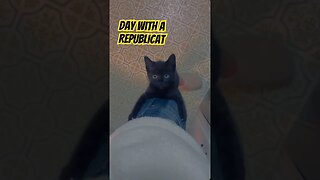 Day with a #Republicat - #AttentionSeeker #MAGA #catsofyoutube #blackcat #kittycat #republicans