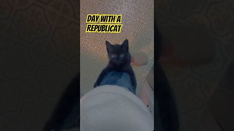 Day with a #Republicat - #AttentionSeeker #MAGA #catsofyoutube #blackcat #kittycat #republicans