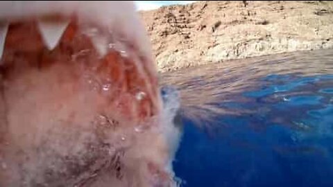 Terrifiant: un grand requin blanc mord la caméra d'un plongeur au Mexique