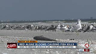 Red algae blooms causing fish kills