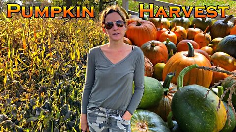 Pumpkin Harvest at Lohre Farm 🎃 October 2022