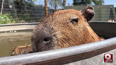 Play with capybaras, porcupines and kangaroos at Tucson's Funny Foot Farm