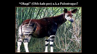 Hunted to extinction (Part#3) "The Okapi"