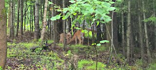 Deer in the forest