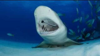 Dentist fish clean shark's teeth