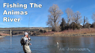 Animas River in January - Fishing Native American Ute Land - McFly Angler Episode 41