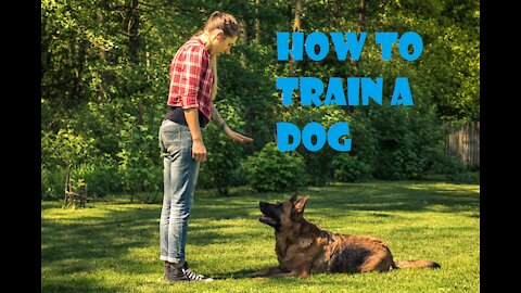 How to Train a Dog - TOP 10 essential commands to teach your dog! 🐕