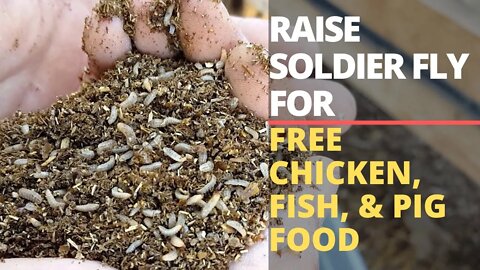 How to Start a Black Soldier Fly Bin: Food, Care, Design