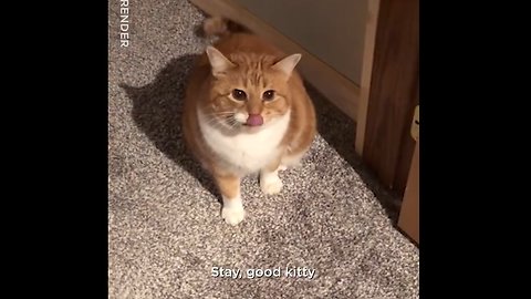 Furious Cat Doesn’t Let Her Owner Go To The Hallway