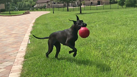 Playful Great Dane Pounces and Bounces with Jolly Ball