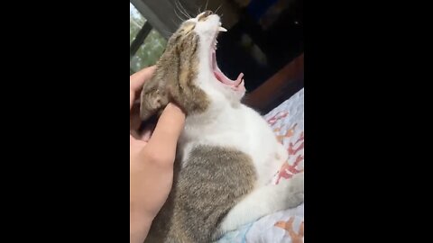 Giant Cat Yawn!