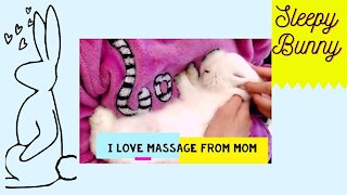 Cute Rabbit Gets Ultimate Massage From Its Owner | Super Sleepy Bunny🐇