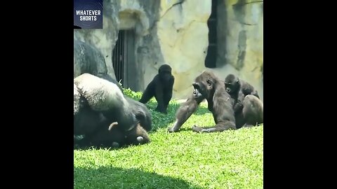 Silverback gorilla rushes forward to stop his mates from fighting #shorts #gorilla #animals #fight