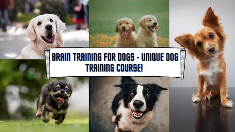 Brain Training For Dogs - Unique Dog Training Course!