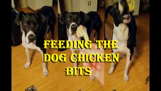 Feeding Dogs Chicken Bits. Why is it so satisfying?