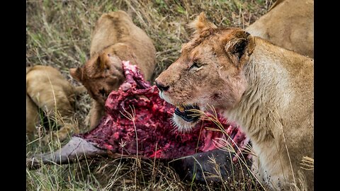 Why Lions don't attack safari vehicles