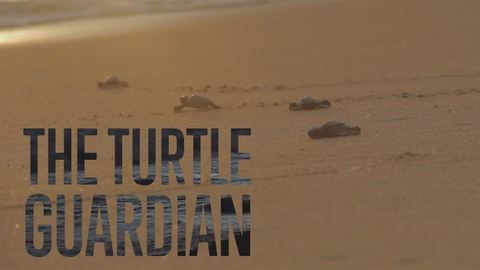 Eaten and trafficked: Saving turtles from tradition