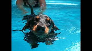 Amazing: girl saves her dog from drowning!