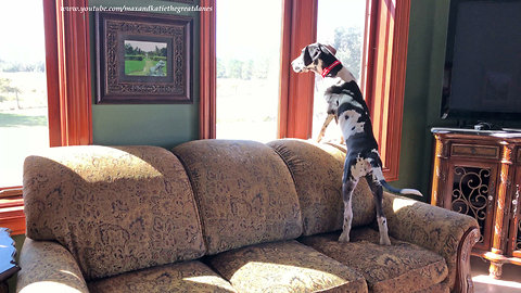 Funny Great Dane puppy gets easily distracted